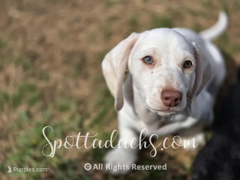 Freckles – Dachshund puppy for sale in Onalaska, WA