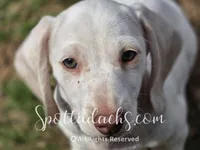 Freckles, a male Dachshund for sale in Onalaska, WA – 3 of 7
