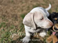Freckles, a male Dachshund for sale in Onalaska, WA – 5 of 7