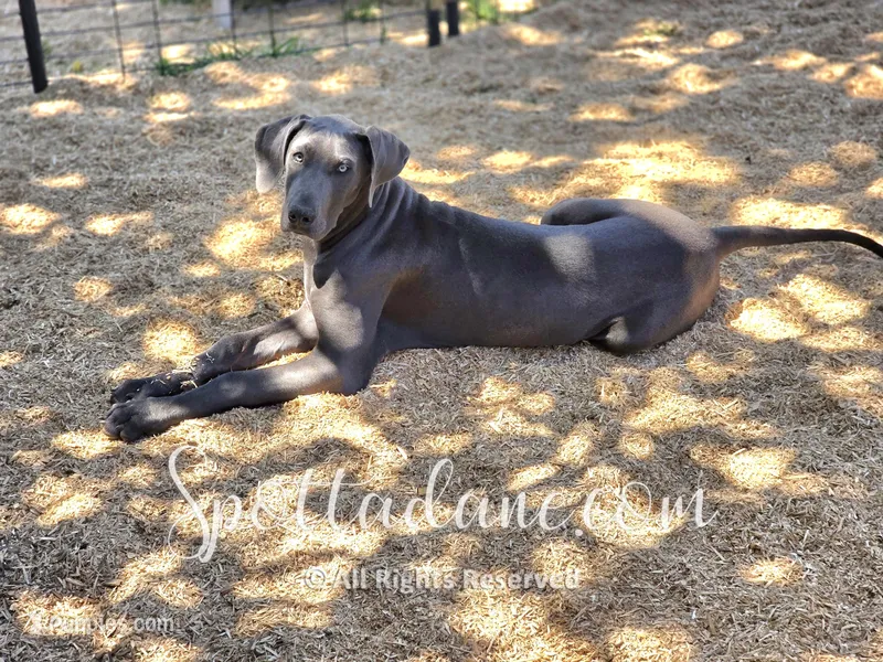 Blueberry – Great Dane puppy for sale in Onalaska, WA
