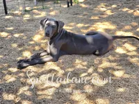Blueberry, a female Great Dane for sale in Onalaska, WA – 1 of 8