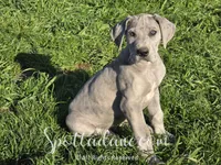 Bluemoon, a male Great Dane for sale in Onalaska, WA – Photo 4 of 6