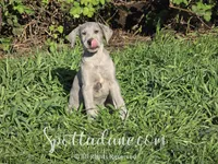 Bluemoon, a male Great Dane for sale in Onalaska, WA – Photo 6 of 6