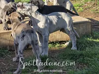 Bluemoon, a male Great Dane for sale in Onalaska, WA – Photo 5 of 6