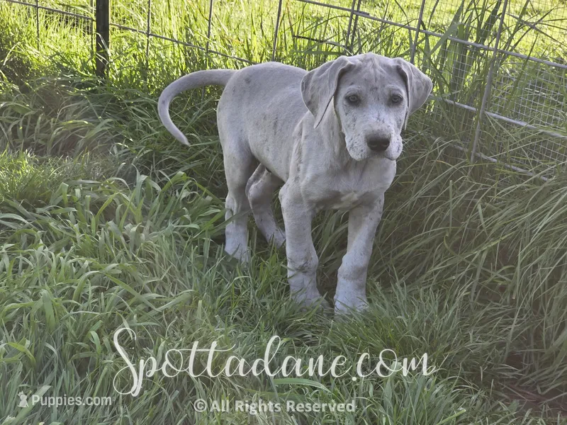 Bluemoon – Great Dane puppy for sale in Onalaska, WA
