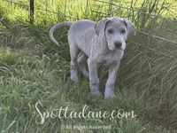 Bluemoon, a male Great Dane for sale in Onalaska, WA – Photo 3 of 6