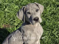 Bluemoon, a male Great Dane for sale in Onalaska, WA – Photo 1 of 6