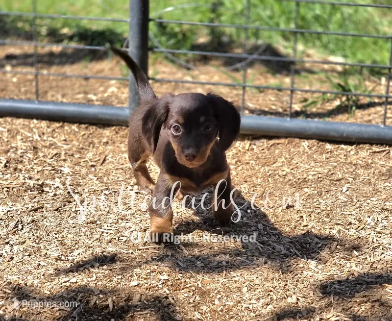 Hermione – Dachshund puppy for sale in Onalaska, WA