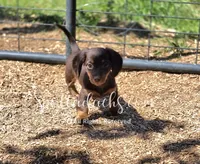 Hermione, a female Dachshund for sale in Onalaska, WA – 2 of 3