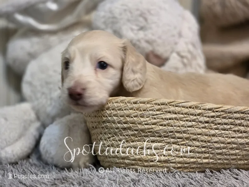 Cream Of The Crop – Dachshund puppy for sale in Onalaska, WA