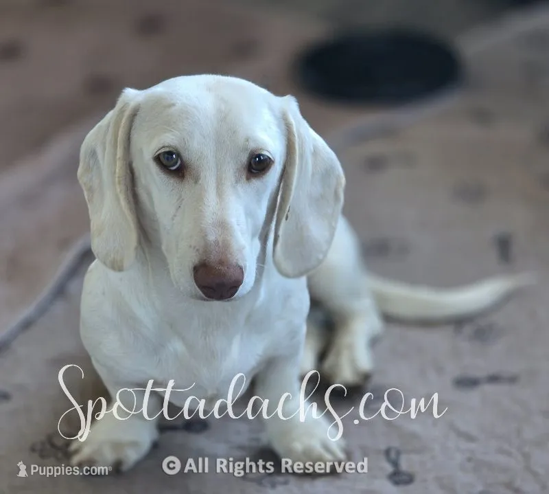 Snowman – Dachshund puppy for sale in Onalaska, WA