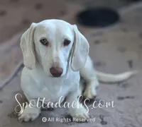 Snowman, a male Dachshund for sale in Onalaska, WA – 1 of 3