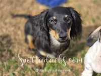 ESMAY, a female Dachshund for sale in Onalaska, WA – Photo 2 of 3