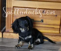 ESMAY, a female Dachshund for sale in Onalaska, WA – Photo 3 of 3