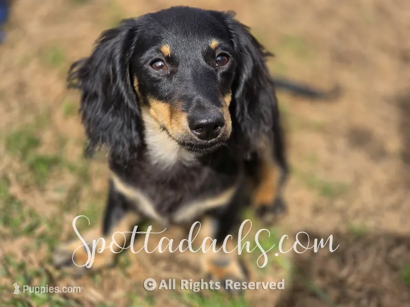 ESMAY – Dachshund puppy for sale in Onalaska, WA
