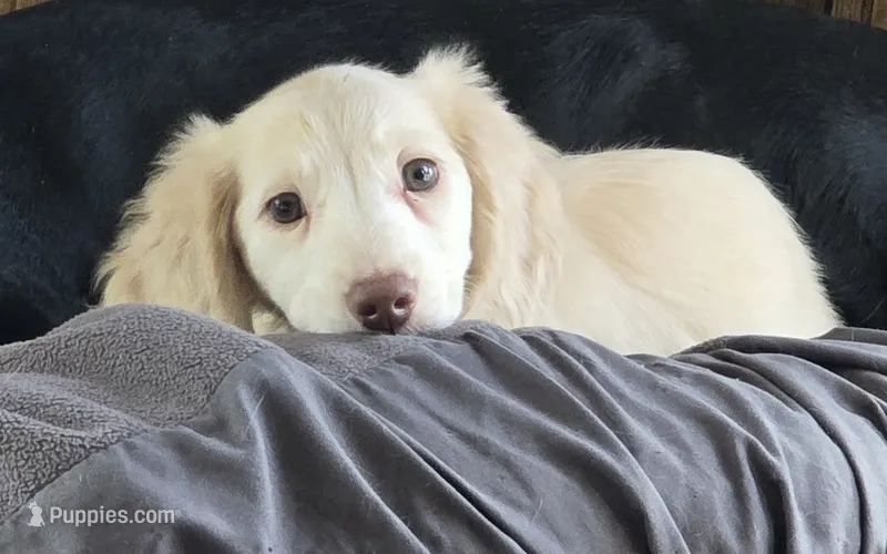Cream Of The Crop – Dachshund puppy for sale in Onalaska, WA