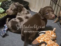 Daddy's Girl, a female Dachshund for sale in Onalaska, WA – 7 of 10