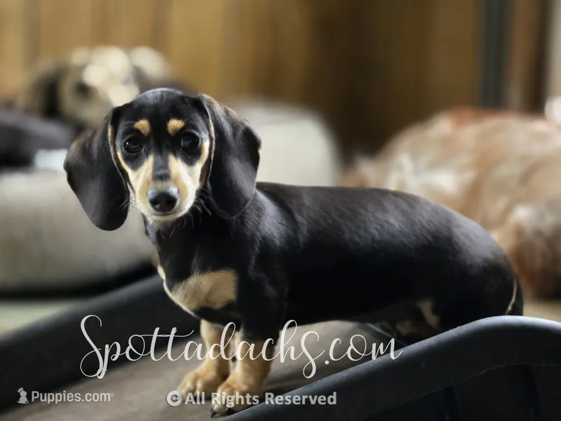 Agnes – Miniature Dachshund puppy for sale in Onalaska, WA