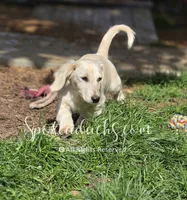 Yeti, a male Dachshund for sale in Onalaska, WA – 2 of 4
