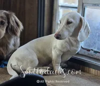 Snowman, a male Dachshund for sale in Onalaska, WA – 2 of 3