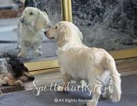 Yeti, a male Dachshund for sale in Onalaska, WA – 3 of 7