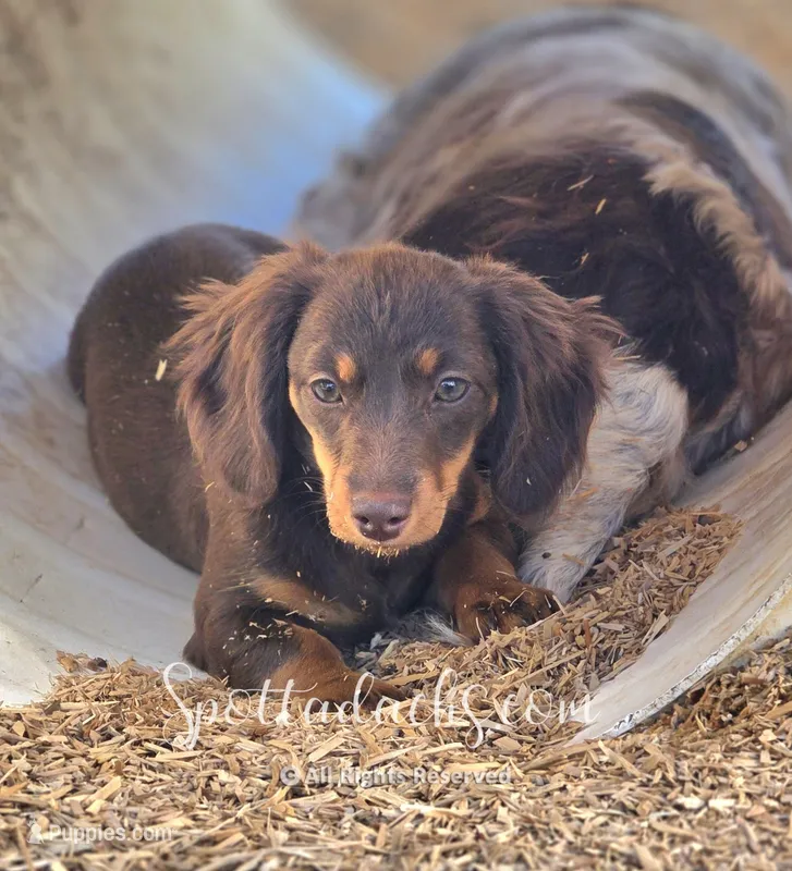 Hermione – Dachshund puppy for sale in Onalaska, WA