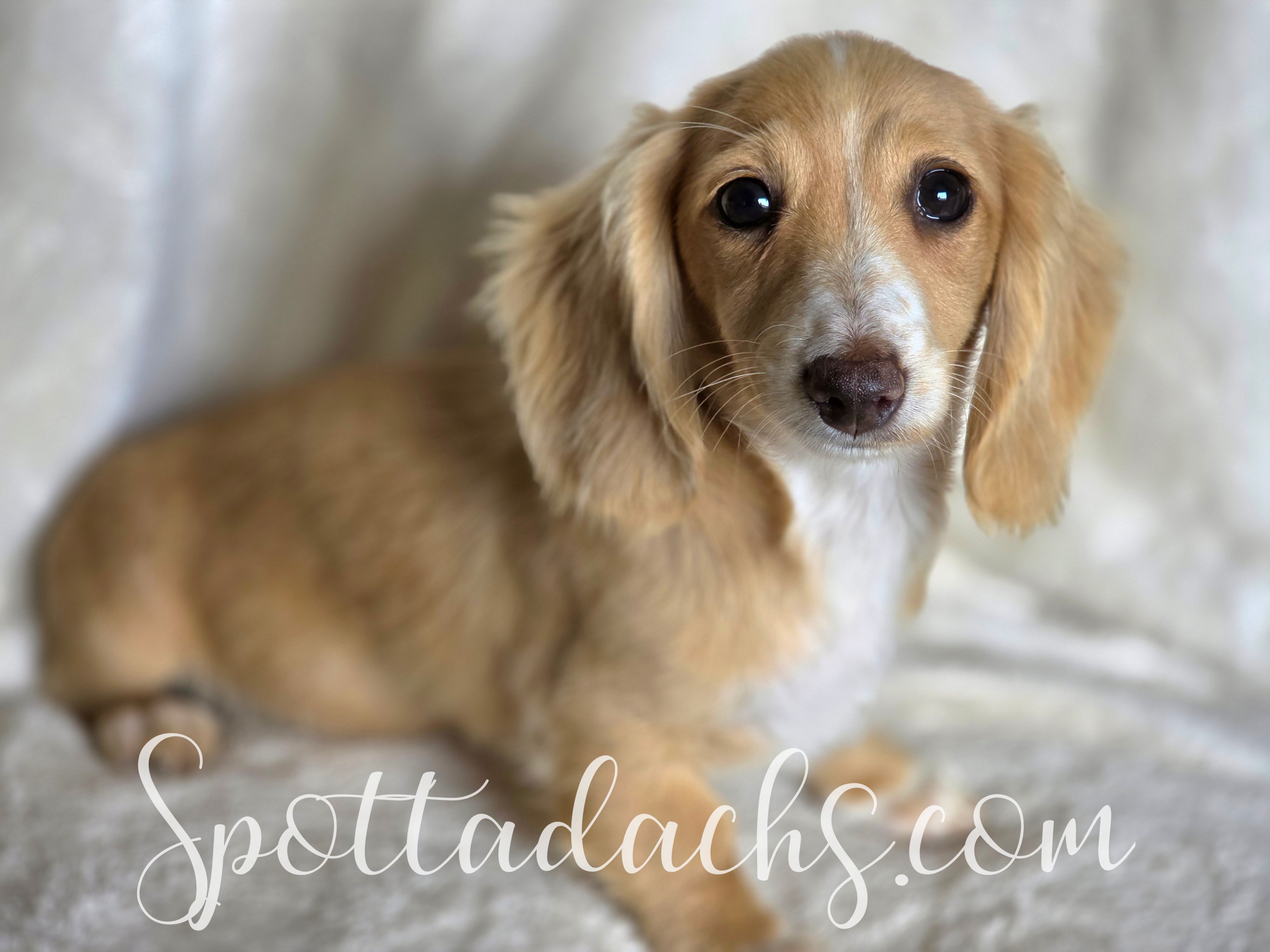 Buttercup is a Miniature Dachshund puppy for sale in Onalaska, WA