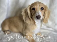 Buttercup, a female Miniature Dachshund for sale in Onalaska, WA – Photo 1 of 2