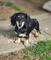 Esmay, a female Dachshund for sale in Onalaska, WA – 2 of 7