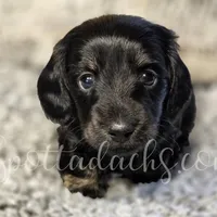Cloey, a female Miniature Dachshund for sale in Onalaska, WA – Photo 2 of 6
