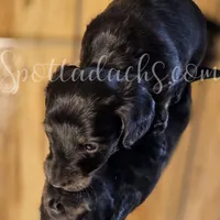 Cloey, a female Miniature Dachshund for sale in Onalaska, WA – Photo 6 of 6