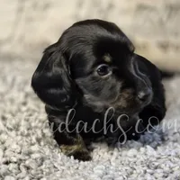 Cloey, a female Miniature Dachshund for sale in Onalaska, WA – Photo 1 of 6