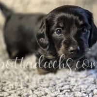 Cloey, a female Miniature Dachshund for sale in Onalaska, WA – Photo 3 of 6