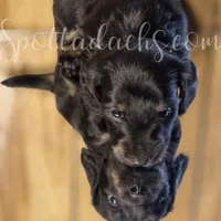 Cloey, a female Miniature Dachshund for sale in Onalaska, WA – Photo 5 of 6