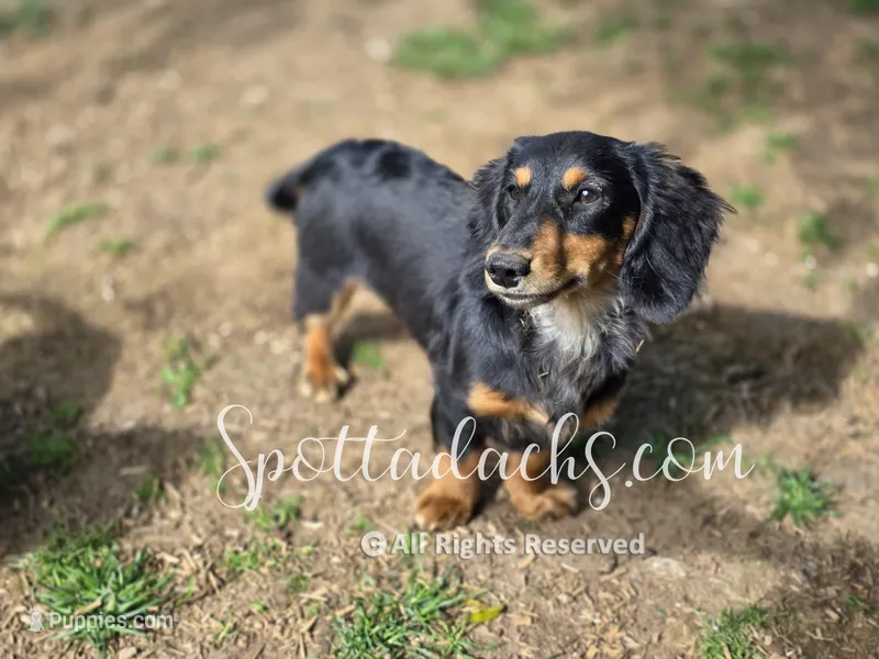 Archie – Dachshund puppy for sale in Onalaska, WA