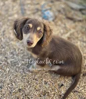Tiki, a female Dachshund for sale in Onalaska, WA – 2 of 2
