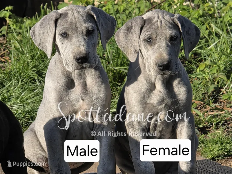 Azure – Great Dane puppy for sale in Onalaska, WA