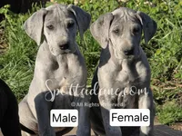 Azure, a female Great Dane for sale in Onalaska, WA – Photo 3 of 5