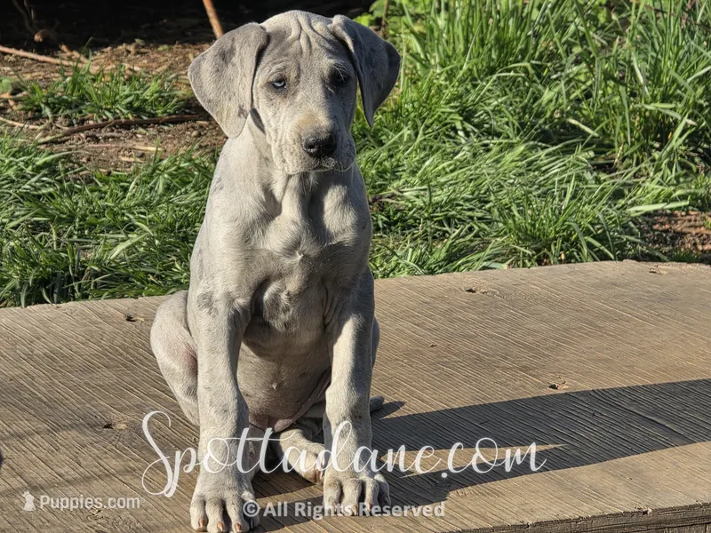 Azure – Great Dane puppy for sale in Onalaska, WA