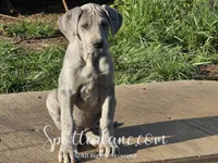 Azure, a female Great Dane for sale in Onalaska, WA – Photo 1 of 5