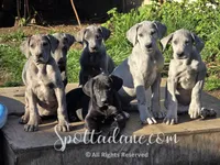 Azure, a female Great Dane for sale in Onalaska, WA – Photo 5 of 5