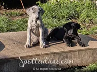 Azure, a female Great Dane for sale in Onalaska, WA – Photo 2 of 5