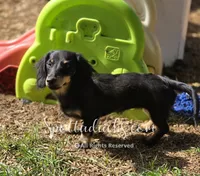 Cloey, a female Dachshund for sale in Onalaska, WA – 5 of 5