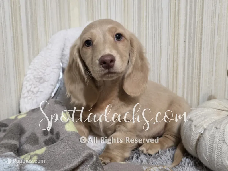Mint Gold – Dachshund puppy for sale in Onalaska, WA