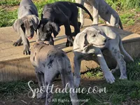 Merlin, a male Great Dane for sale in Onalaska, WA – Photo 7 of 8