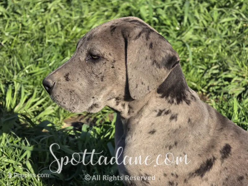 Merlin – Great Dane puppy for sale in Onalaska, WA