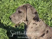 Merlin, a male Great Dane for sale in Onalaska, WA – Photo 1 of 8
