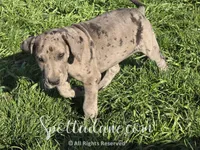 Merlin, a male Great Dane for sale in Onalaska, WA – Photo 4 of 8