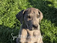 Merlin, a male Great Dane for sale in Onalaska, WA – Photo 6 of 8