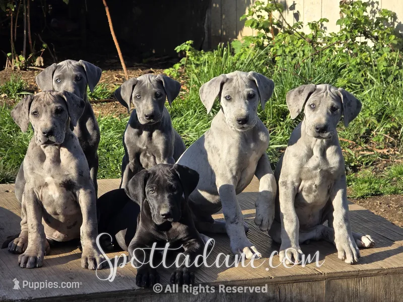 Merlin – Great Dane puppy for sale in Onalaska, WA